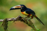 Arassari pestry - Pteroglossus torquatus - Collared Aracari 9499